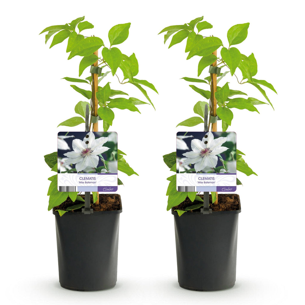 Productafbeelding van Pureplant