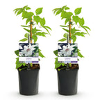 Productafbeelding van Pureplant