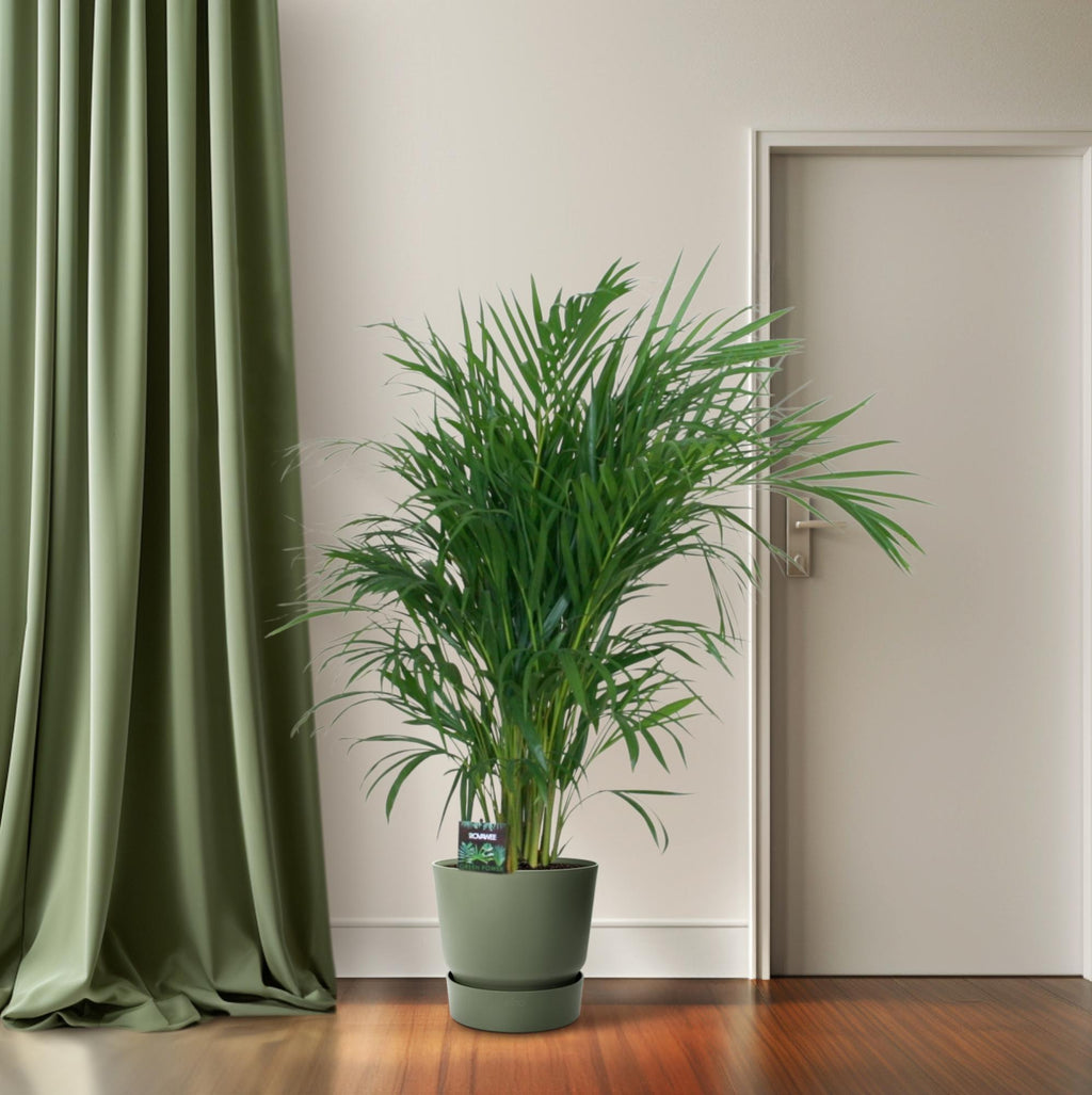 Productfoto van Dypsis Lutescens 120