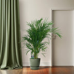 Productfoto van Dypsis Lutescens 120