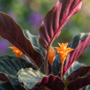 Calathea Crocata, 45 cm hoog