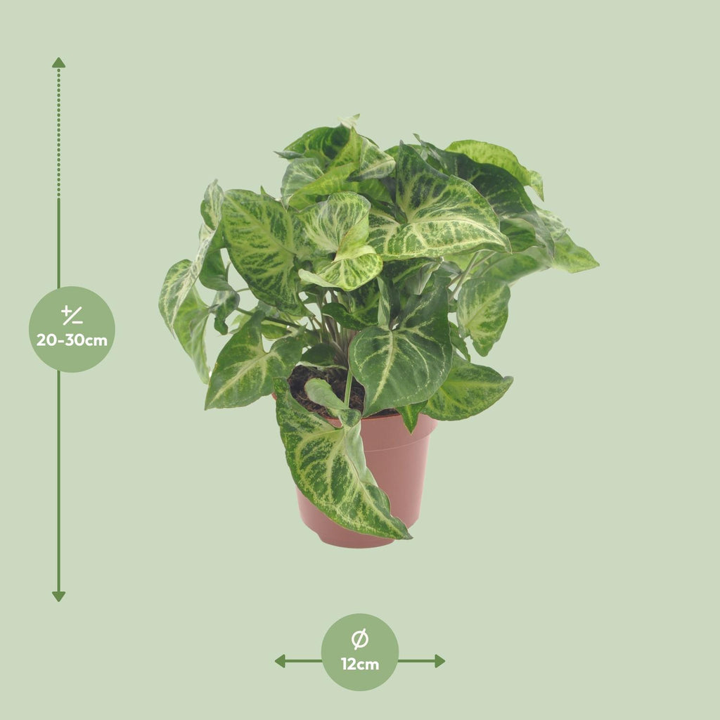 Detailfoto van Syngonium Arrow
