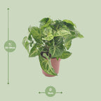 Detailfoto van Syngonium Arrow