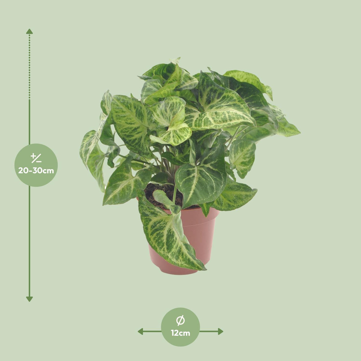 Detailfoto van Syngonium Arrow