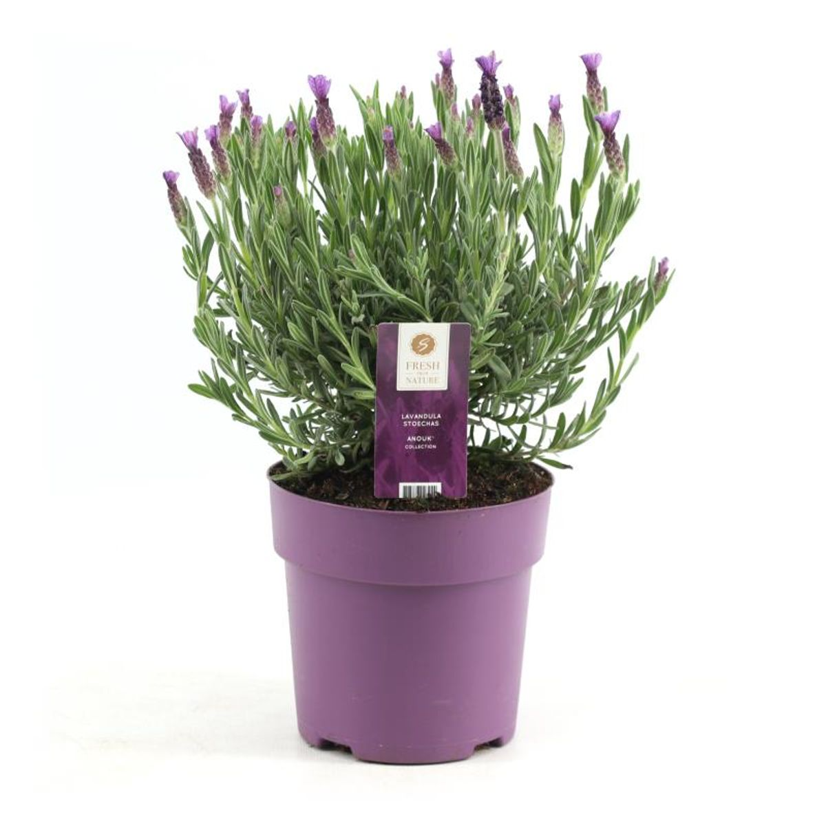 Productafbeelding van Pureplant