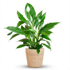 Spathiphyllum met Mand Zeegras naturel, detail van het blad