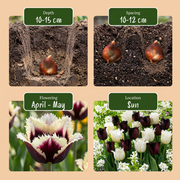 Tulp Breakdance mix bloembollen, foto 4