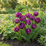 Dubbele tulp &