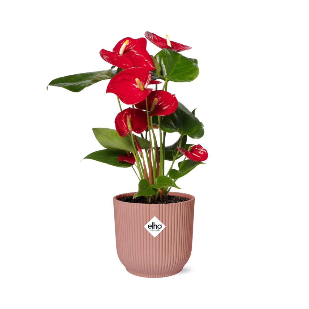 Productfoto van Anthurium Red 12cm in ELHO Vibes Fold 14cm roze
