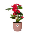 Productfoto van Anthurium Red 12cm in ELHO Vibes Fold 14cm roze