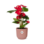 Productfoto van Anthurium Red 12cm in ELHO Vibes Fold 14cm roze