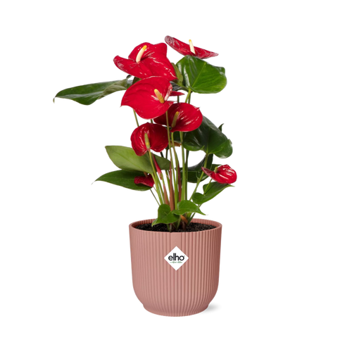 Productfoto van Anthurium Red 12cm in ELHO Vibes Fold 14cm roze