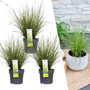 Carex brunnea Variegata
