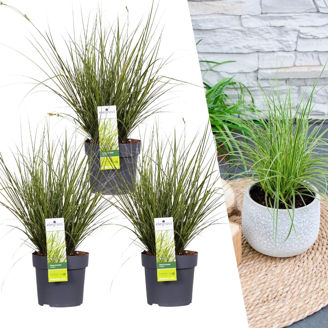 Carex brunnea Variegata, plant in pot