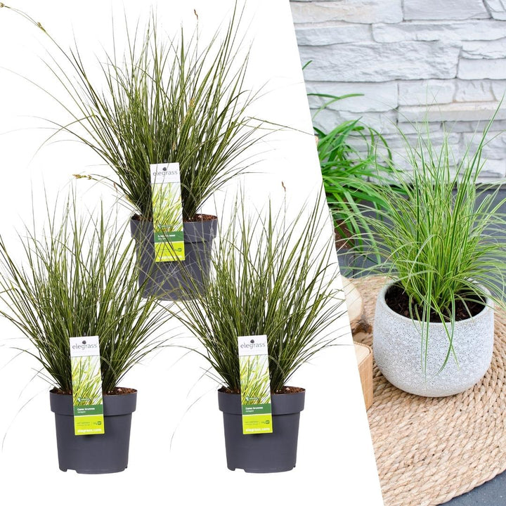 Carex brunnea Variegata