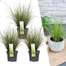 Carex brunnea Variegata