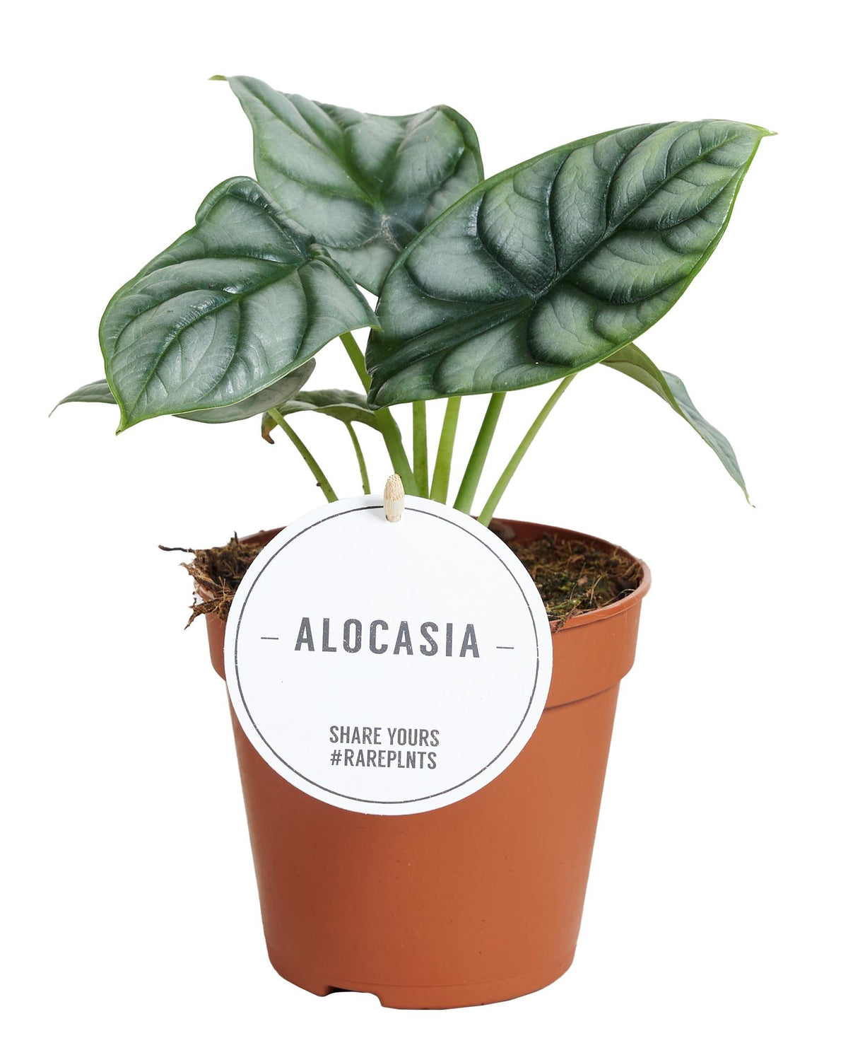 Productfoto van Alocasia Silver Dragon