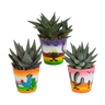 Gasteria/Haworthia mix