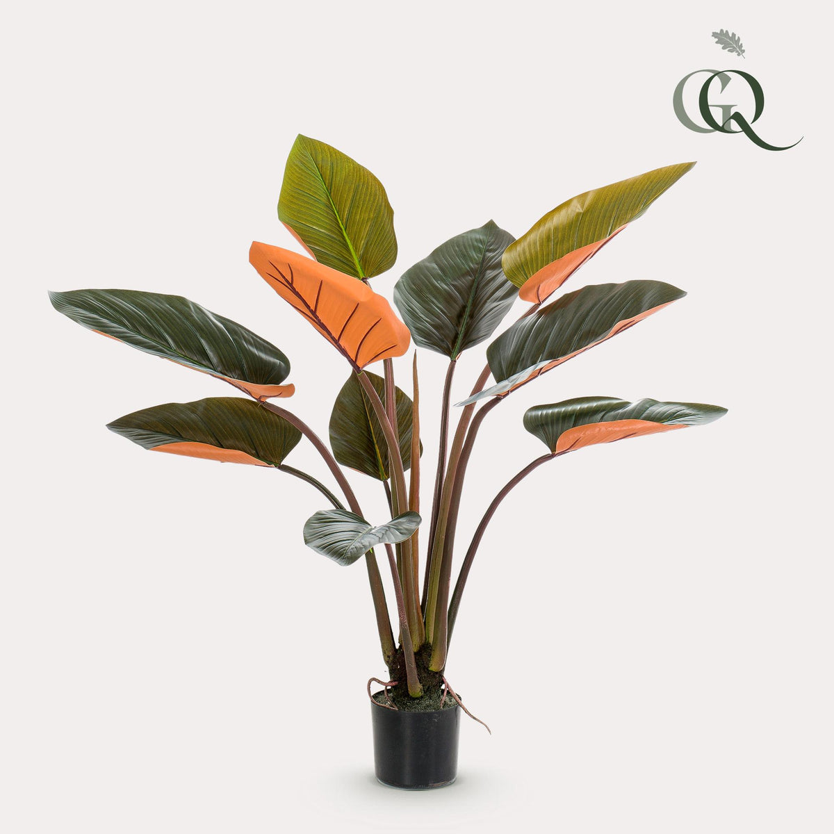 Productafbeelding van Pureplant
