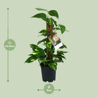 Detailfoto van Scindapsus Epipremnum