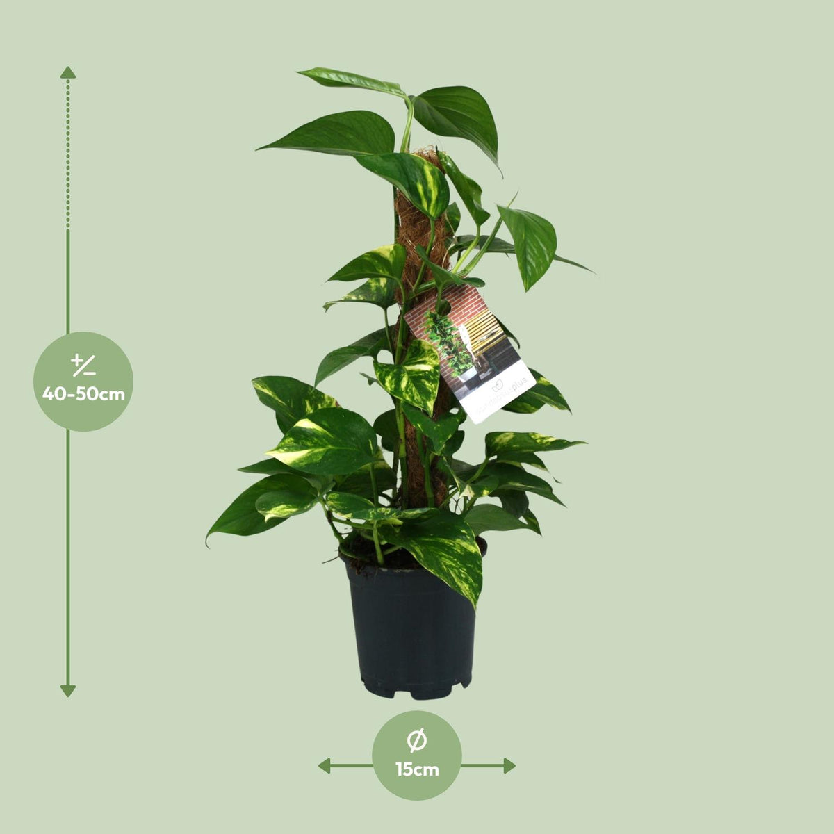 Detailfoto van Scindapsus Epipremnum