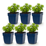 Galium odoratum - Walstro - Bodembedekkend - Wit - 6 Planten