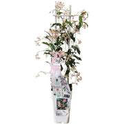 Trachelospermum &