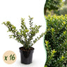 16x Japanse hulst Golden Gem