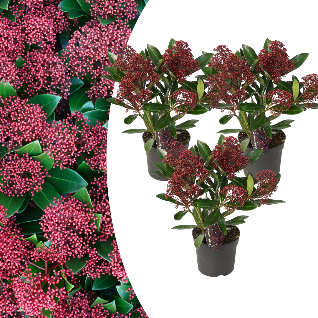 Detailfoto van Set van 3 Skimmia 'Rubella'