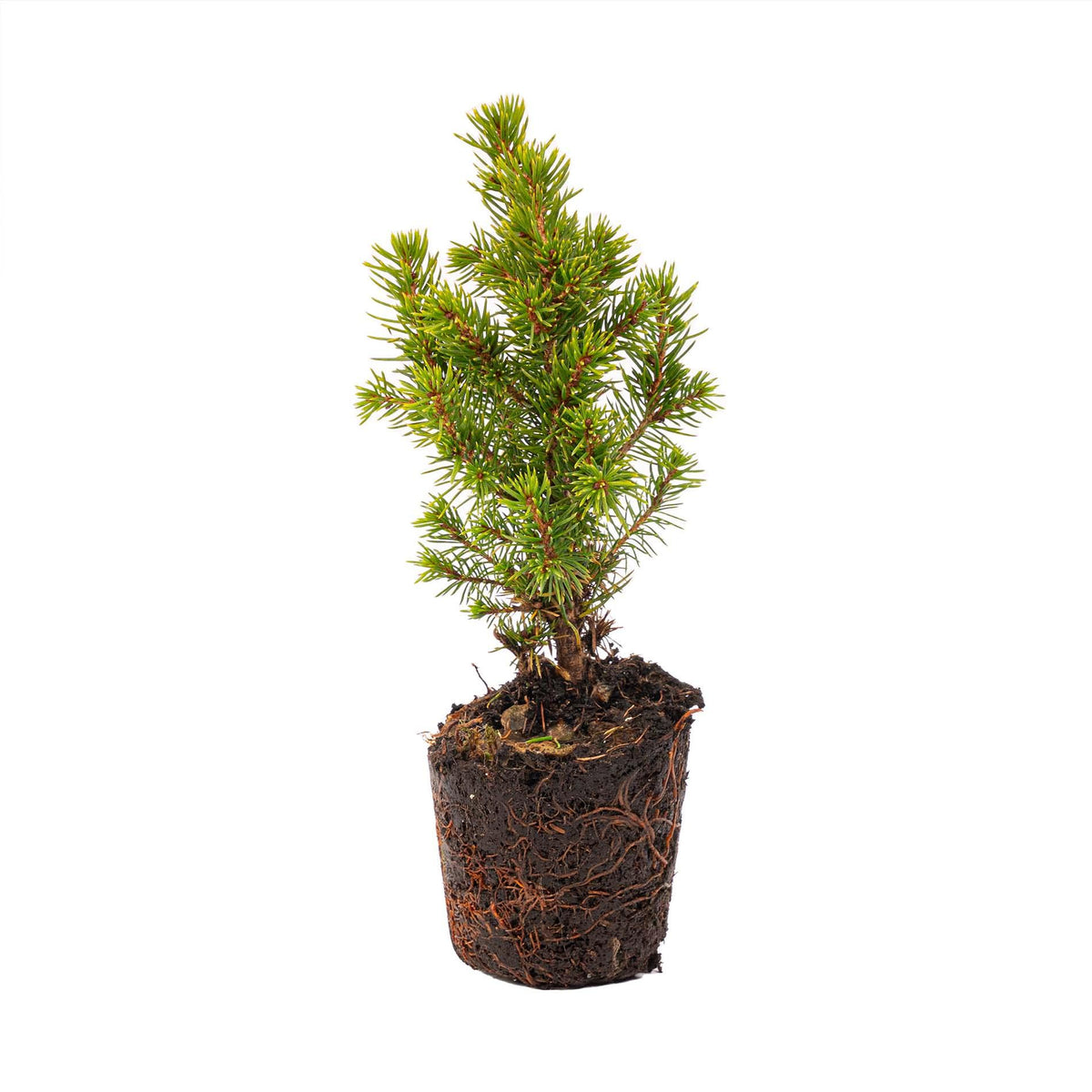 Detailfoto van Mini-kerstbomen, pot Madrid, lichtsnoer 20 led, set van 6