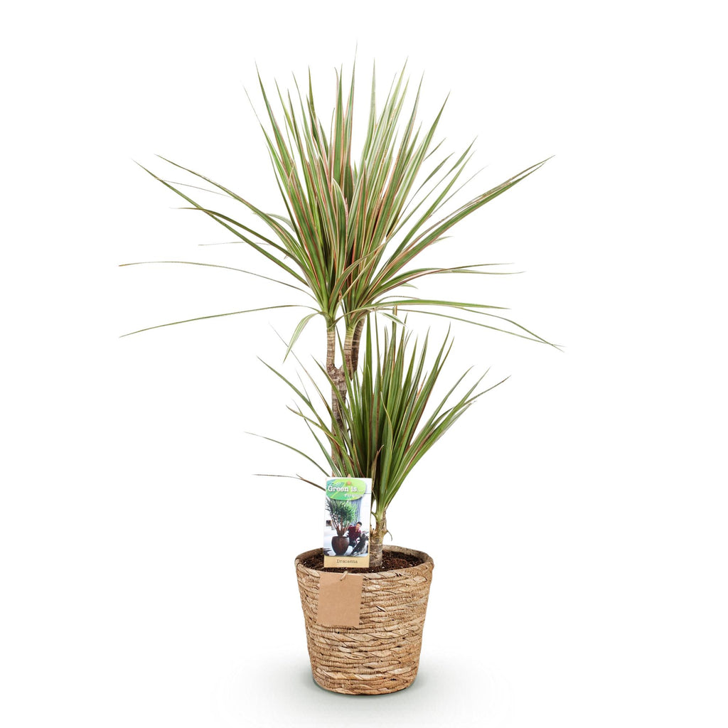 Dracaena Marginata Bicolor met mand, 70-75 cm hoog, detail van het blad