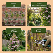 Clematis montana &