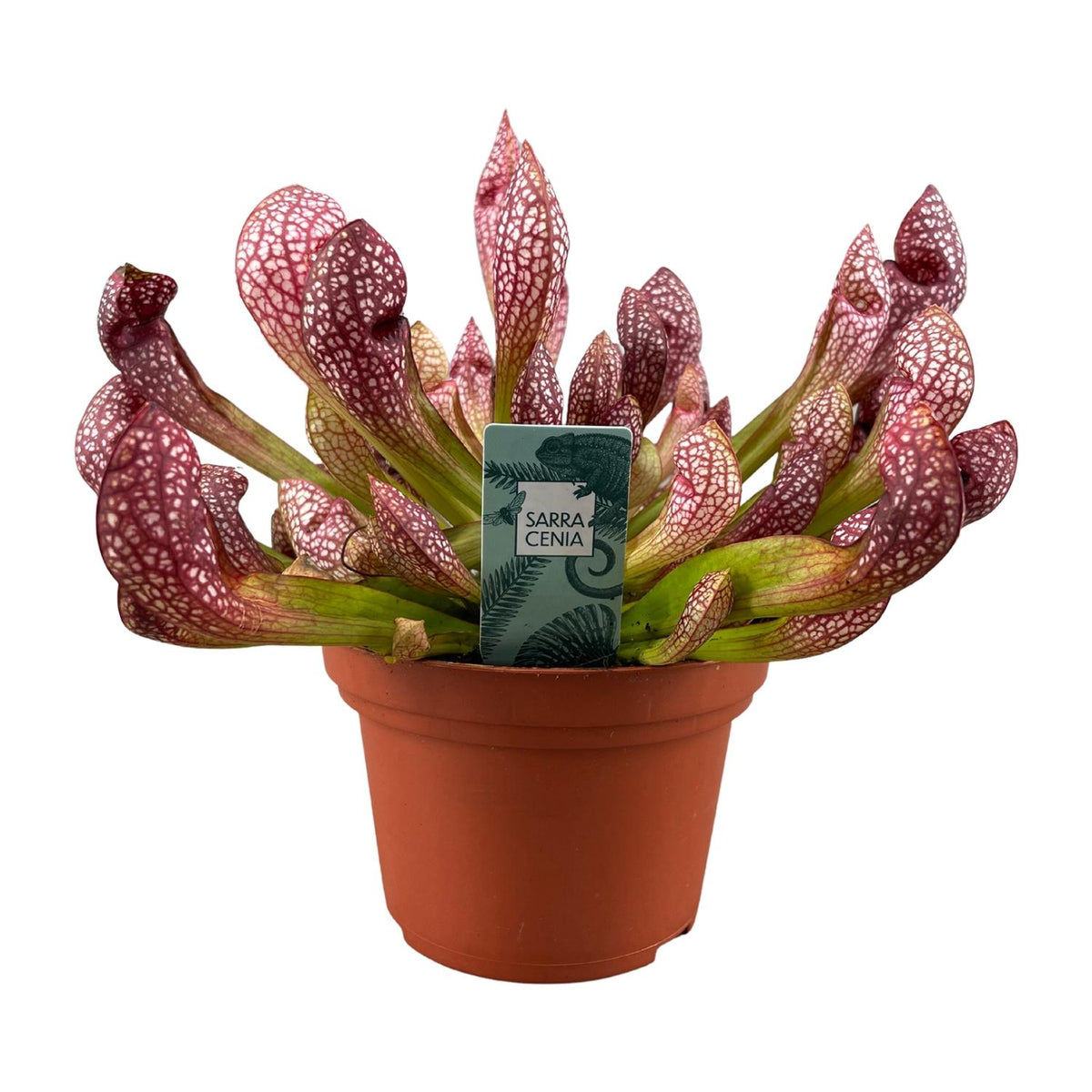 Productfoto van Sarracenia Scarlet Belle
