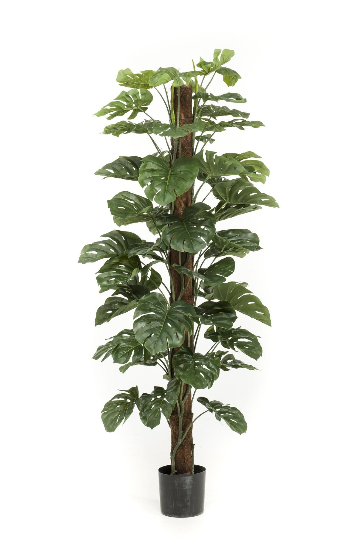 Productafbeelding van Pureplant
