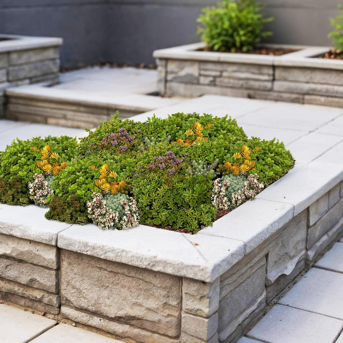Sedum mat, plant in pot