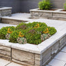 Sedum mat
