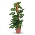 Monkey Mask, plant in pot