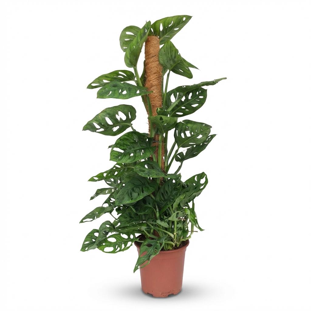 Monkey Mask, plant in pot