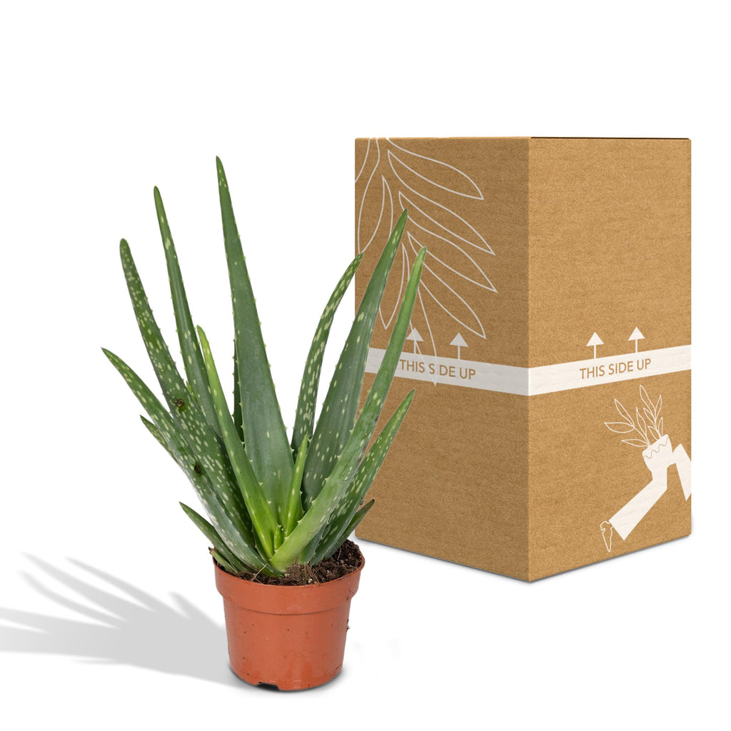 Aloe vera, kenmerkend blad