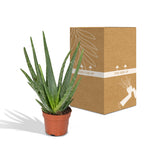 Aloe vera, kenmerkend blad