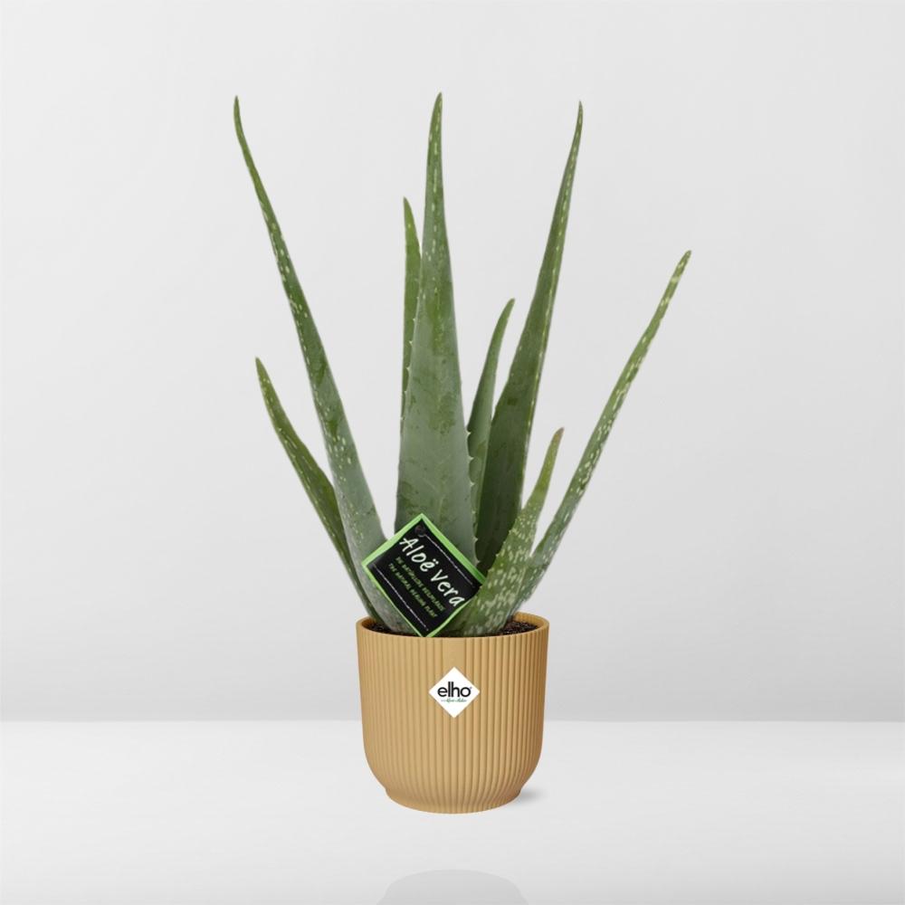 Detailfoto van Aloe Vera 12cm in ELHO Vibes Fold 14cm geel