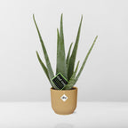 Detailfoto van Aloe Vera 12cm in ELHO Vibes Fold 14cm geel