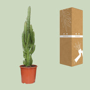 Euphorbia Trigona