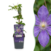 Clematis &