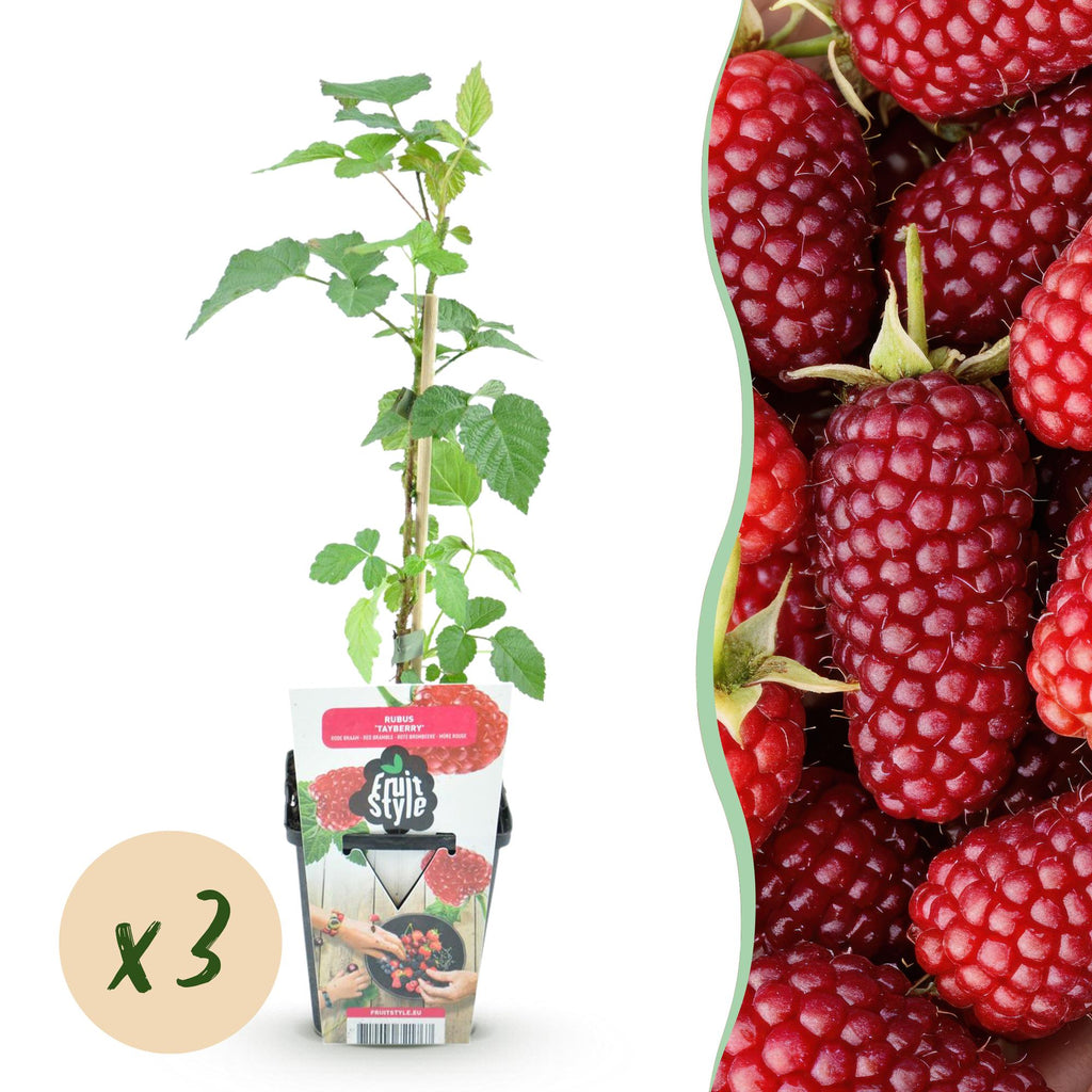 Taybes Rubus Tayberry, detail van het blad