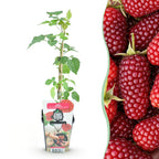 Taybes Rubus Tayberry, detail van het blad