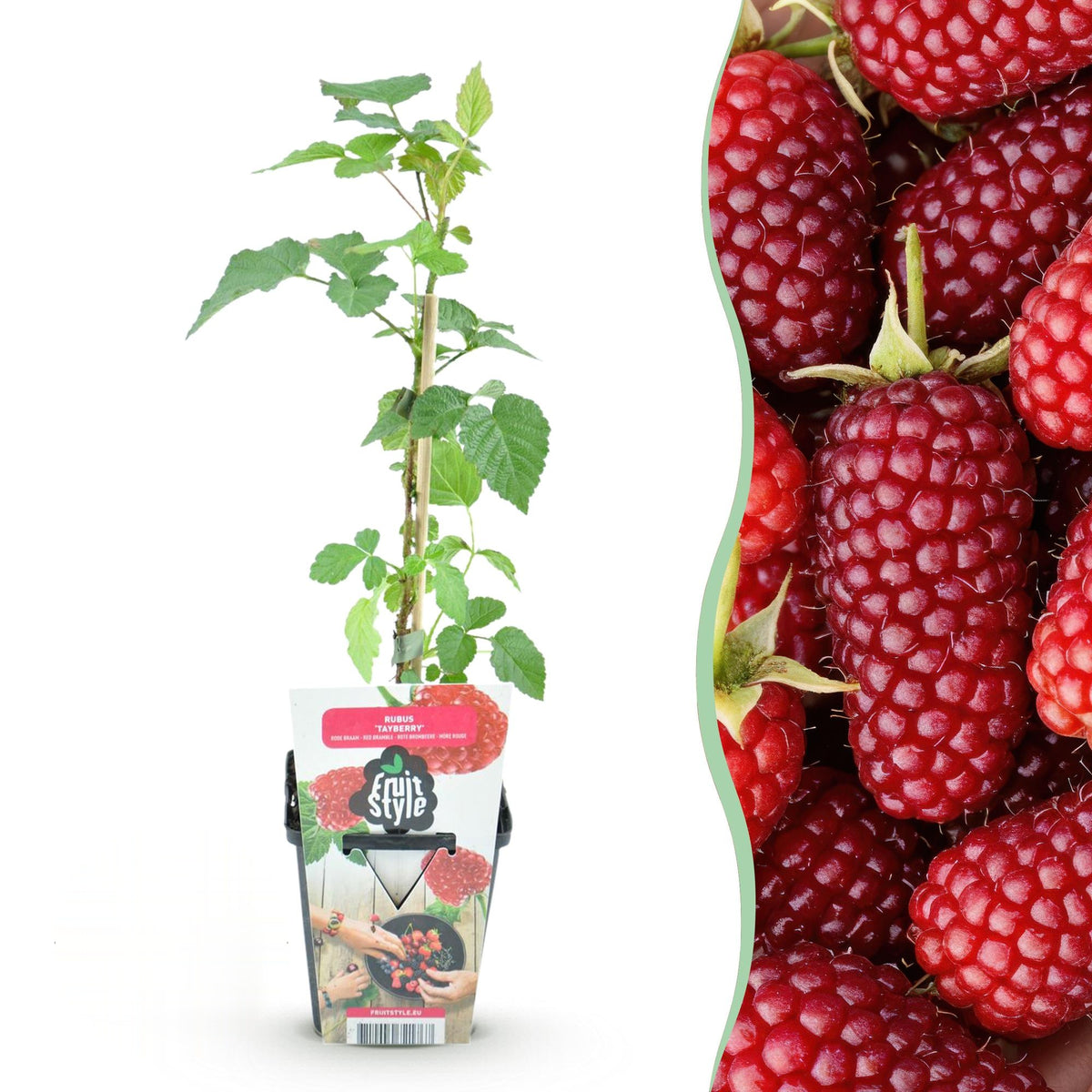 Taybes Rubus Tayberry, detail van het blad