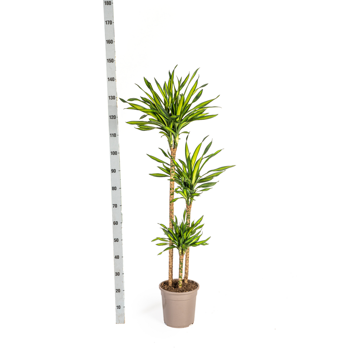 Dracaena Deremensis Rikki, detail van het blad