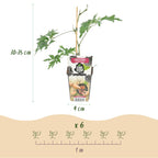 Groenblijvende braam Rubus Thornless Evergreen, groene bladeren