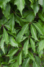 Productafbeelding van Pureplant